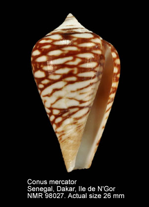 Conus mercator (12).jpg - Conus mercator Linnaeus,1758